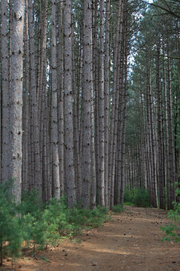 Birch forest one