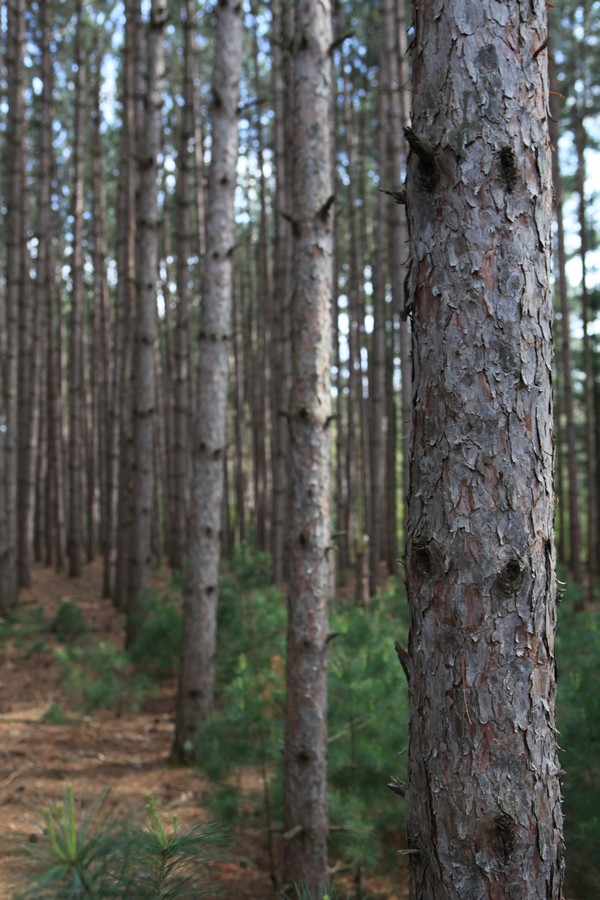 Birch forest two