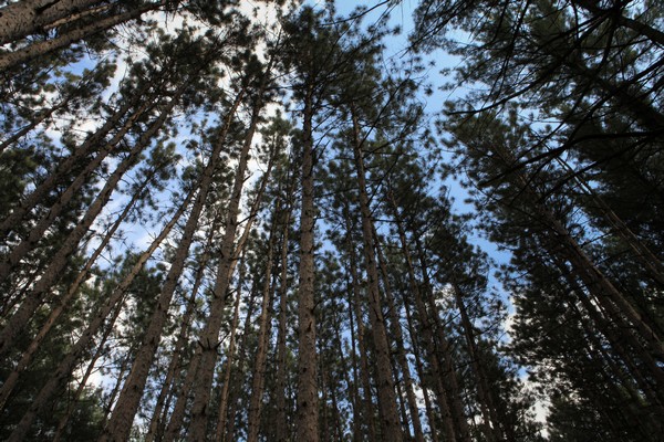 Birch forest three