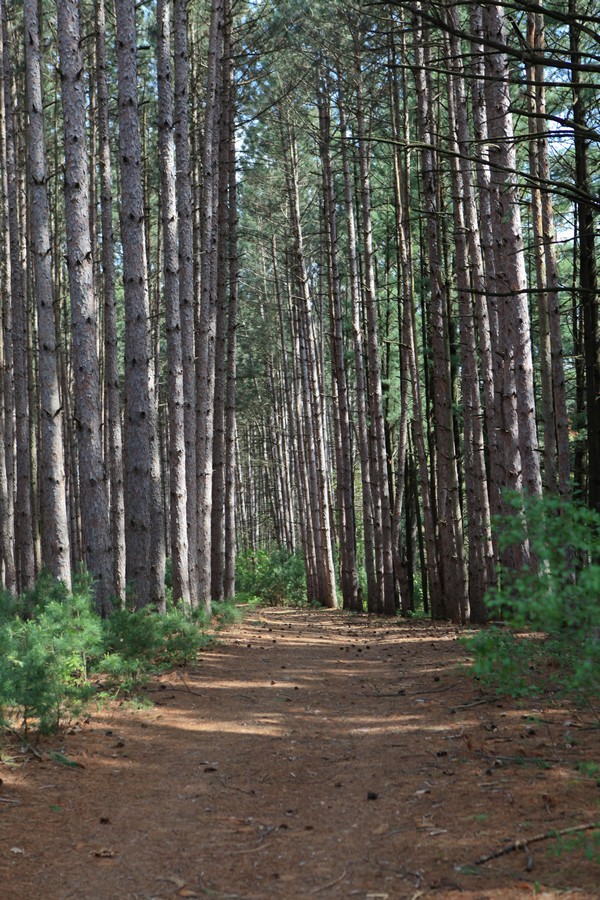 Hiking trails