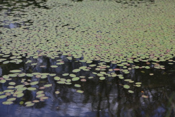 Natural pond