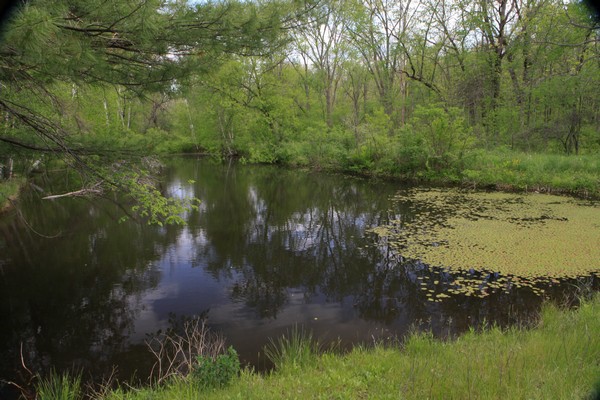 Spacious pond